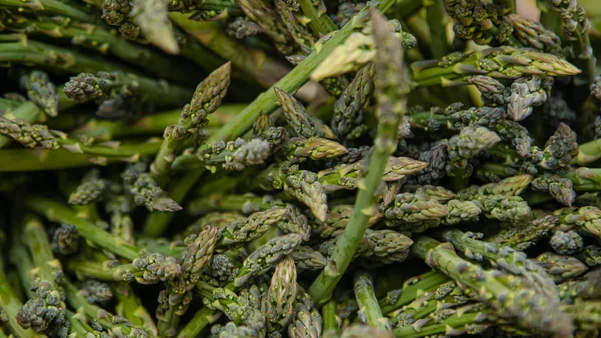 Fresh asparagus grrown at Warner Farm, across the street from the Millstone Market in Sunderland, MA