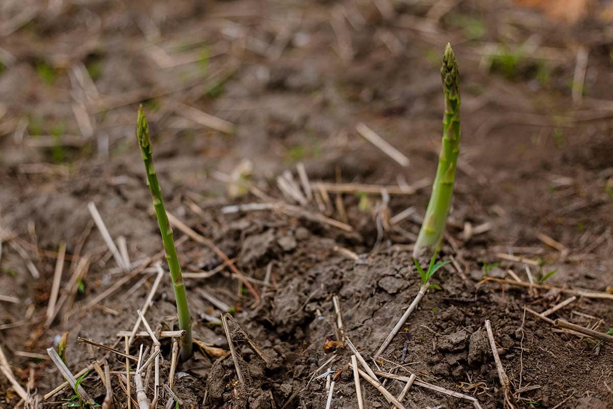 Asparagus growing on Warner Farm in Sunderland, MA
