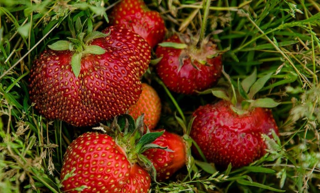 Fresh picked strawberries in grass