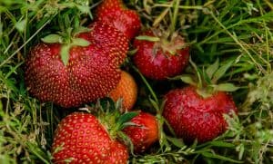 Fresh picked strawberries in grass