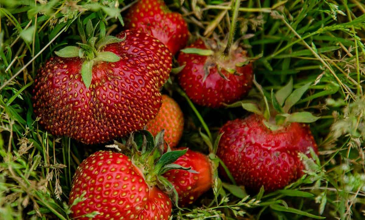 Fresh picked strawberries in grass