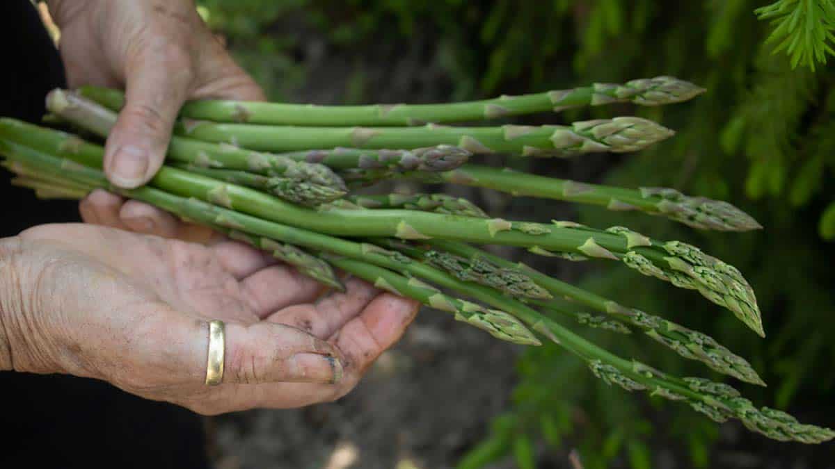 Freshly picked asparagus