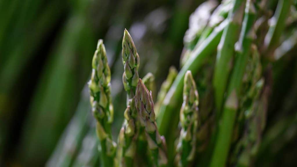 Asparagus growing before harvest