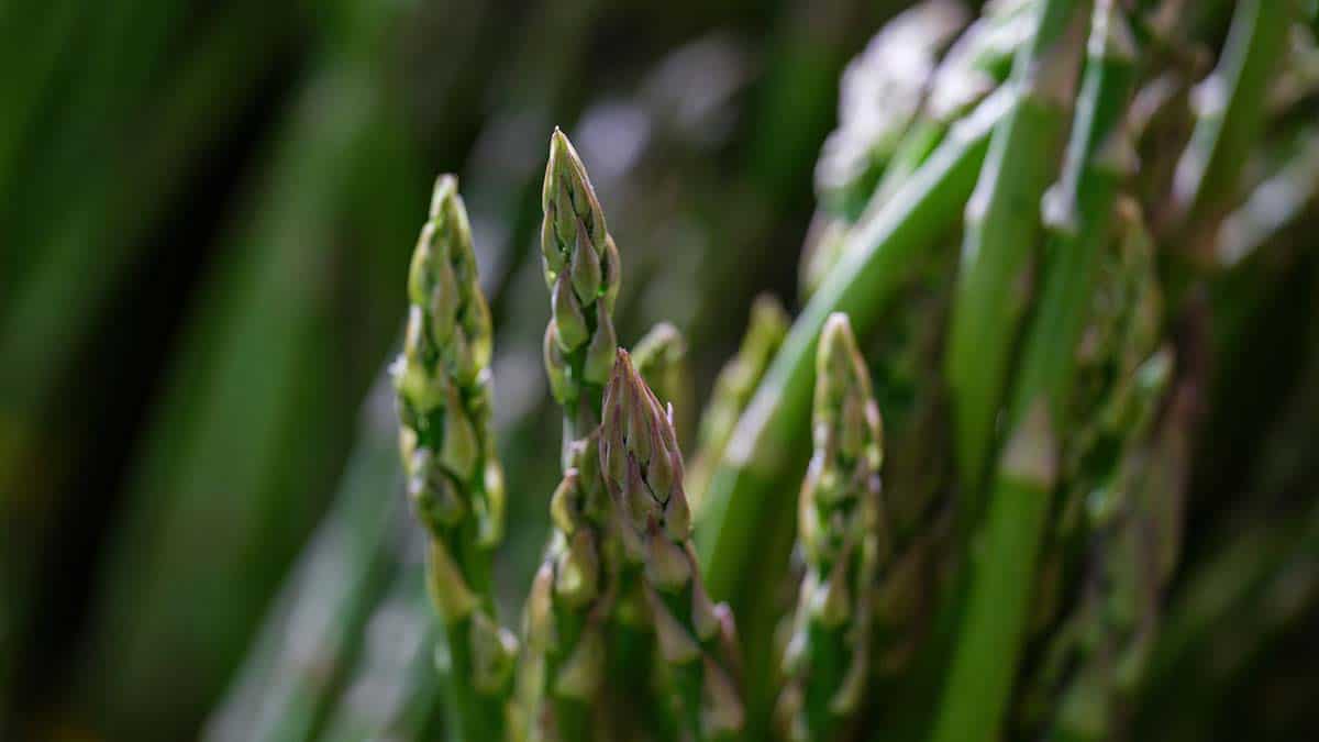 Asparagus growing before harvest
