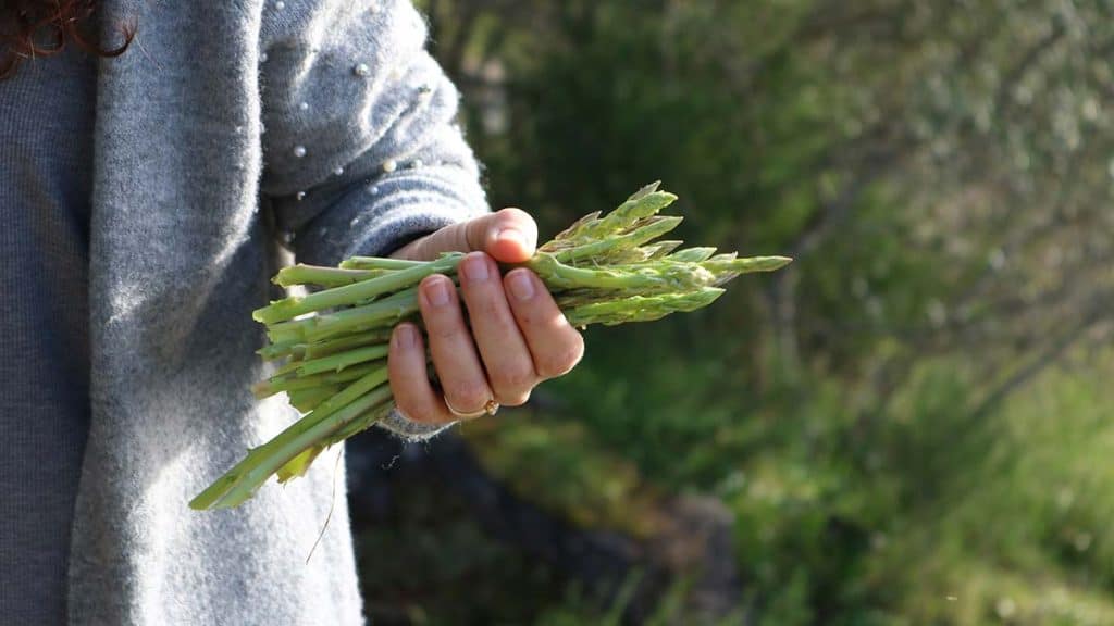 A hand holding a freshly cut bunch of asparagus